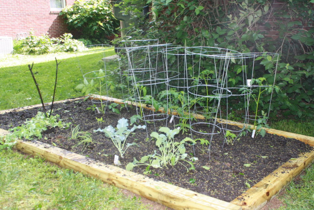 Vegetable Gardening for Beginners – Gardening Ideas World