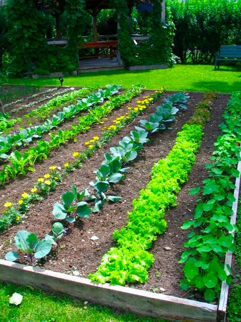 Vegetable Gardening for Beginners – Gardening Ideas World